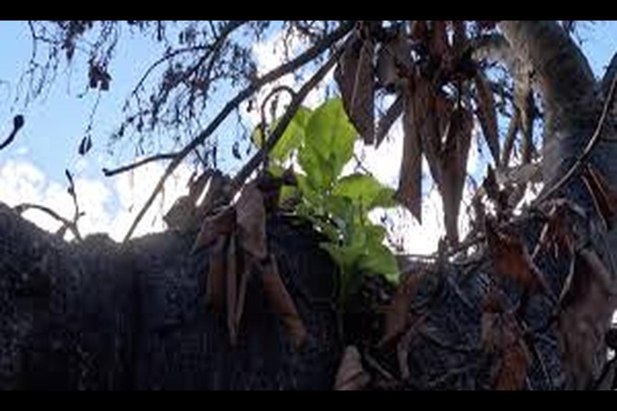 Revival Story of Lahaina's 150-Year-Old Banyan Tree After Devastating Fire