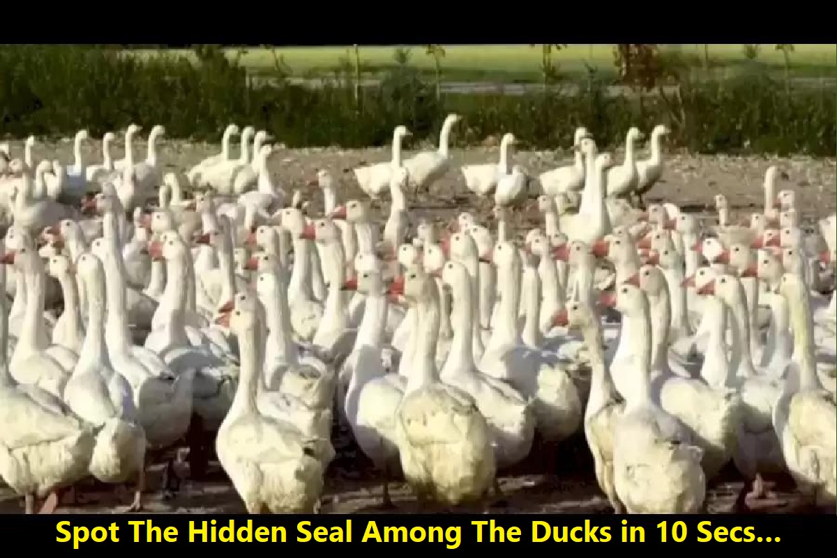 Optical Illusion Challenge : Spot The Hidden Seal Among The Ducks in 10 Secs…