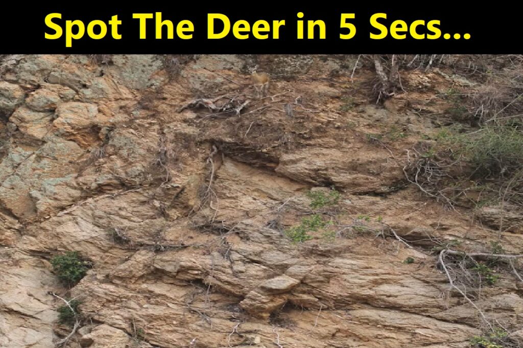 Visual Test Challenge: Only 5% People Can Spot The Deer in This Image within 5 Secs…