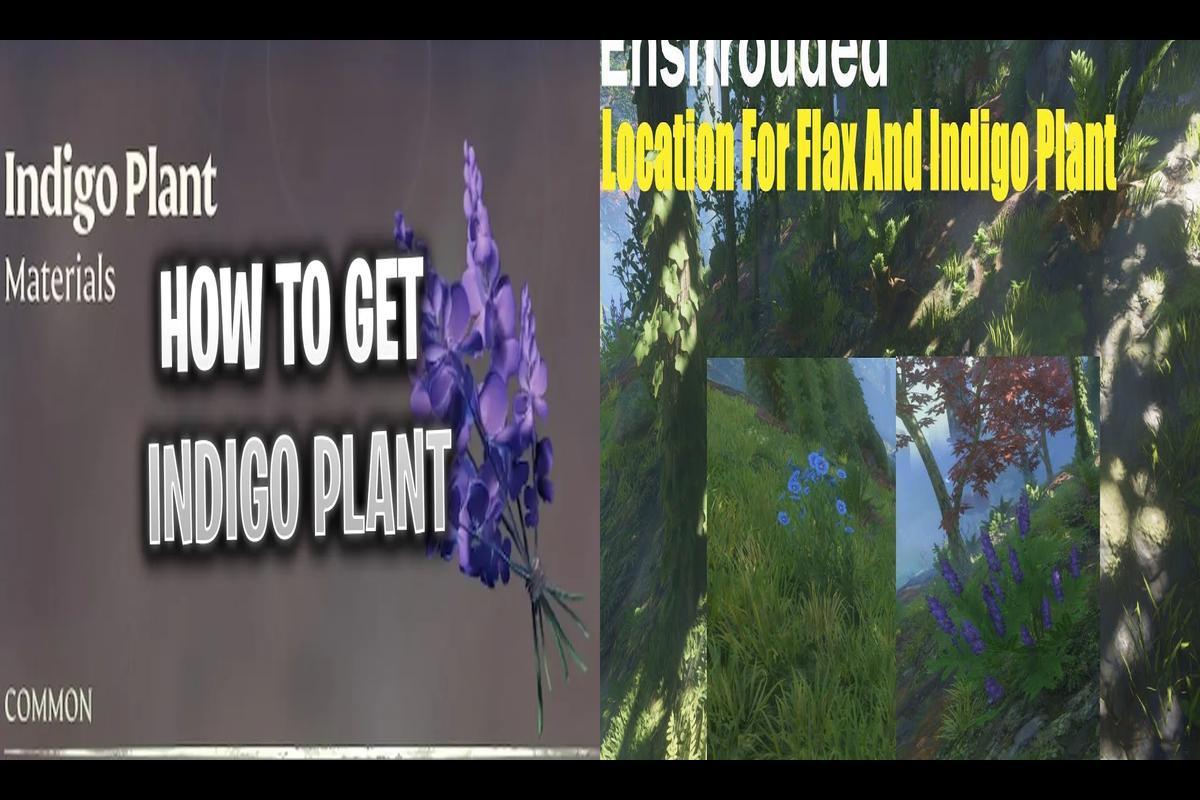 Exploring the Enshrouded: Uncovering the Indigo Plants