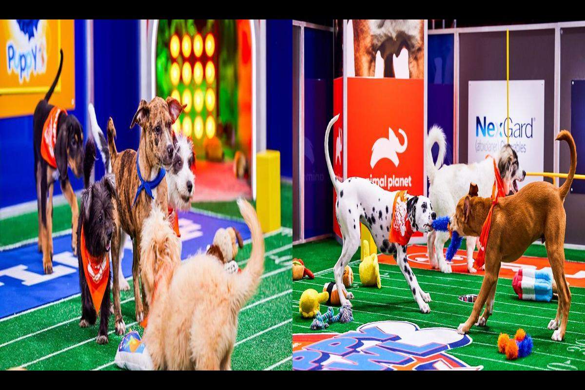 Introducing the Heartwarming Puppy Bowl 2024