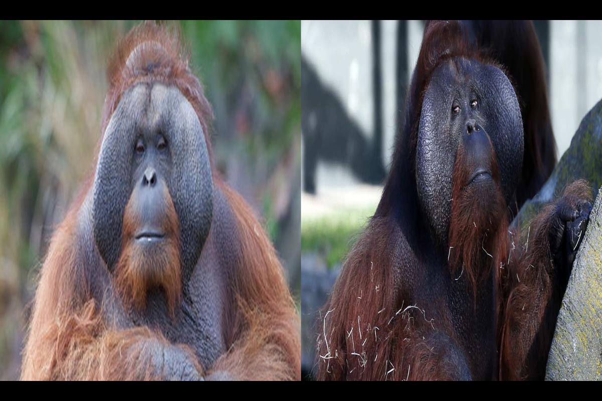 Dublin Zoo Mourns the Loss of Beloved Orangutan, Sibu
